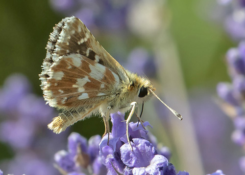 Rubinbredpande, Spialia sertorius han. Rimplas 1050 m., Parc de Mercantour, Alpes Maritimes d. 5 juli 2019. Fotograf; Knud Ellegaard