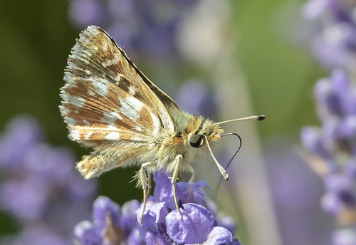 Rubinbredpande, Spialia sertorius han. Rimplas 1050 m., Parc de Mercantour, Alpes Maritimes d. 5 juli 2019. Fotograf; Knud Ellegaard