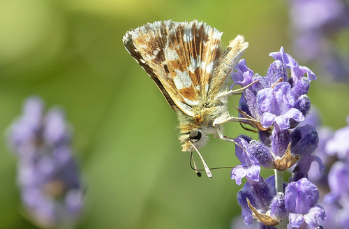 Rubinbredpande, Spialia sertorius han. Rimplas 1050 m., Parc de Mercantour, Alpes Maritimes d. 5 juli 2019. Fotograf; Knud Ellegaard