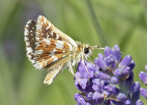 Rubinbredpande, Spialia sertorius han. Rimplas 1050 m., Parc de Mercantour, Alpes Maritimes d. 5 juli 2019. Fotograf; Knud Ellegaard