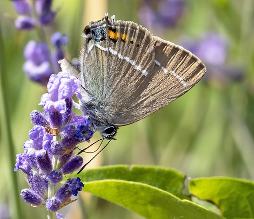 Bltorn, Satyrium spini. Rimplads, Parc de Mercantour, Alpes Maritimes d. 5 juli 2019. Fotograf; Knud Ellegaard