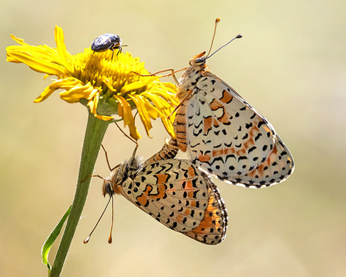 Rd Pletvinge, Melitaea didyma. Rimplas 1050 m., Parc de Mercantour, Alpes Maritimes d. 5 juli 2019. Fotograf; Knud Ellegaard