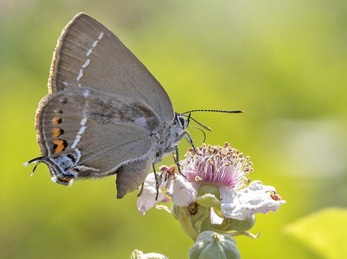 Bltorn, Satyrium spini. Rimplads, Parc de Mercantour, Alpes Maritimes d. 5 juli 2019. Fotograf; Knud Ellegaard