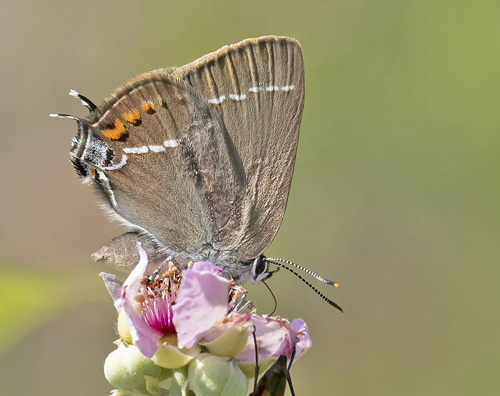 Bltorn, Satyrium spini. Rimplads, Parc de Mercantour, Alpes Maritimes d. 5 juli 2019. Fotograf; Knud Ellegaard