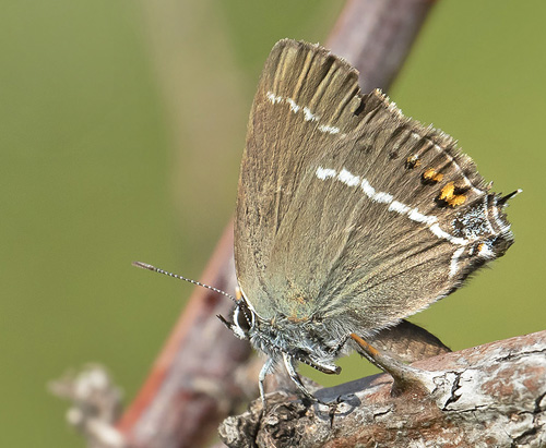 Bltorn, Satyrium spini. Rimplads, Parc de Mercantour, Alpes Maritimes d. 5 juli 2019. Fotograf; Knud Ellegaard