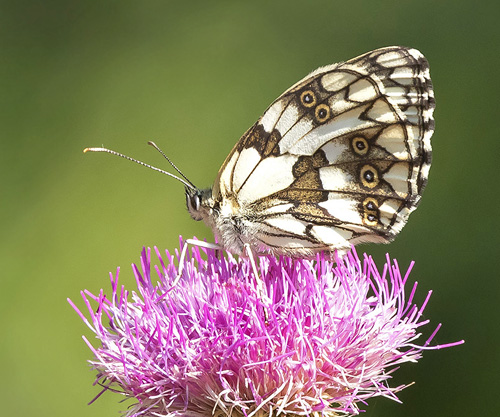 Skakbrtrandje, Melanargia galathea. Rimplas 1050 m., Alpes Maritimes, Frankrig d. 5 juli 2019. Fotograf; Knud Ellegaard