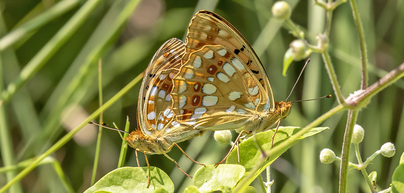 Skovperlemorsommerfugl, Fabriciana adippe parring. Rimplas 1050 m., Parc de Mercantour, Alpes Maritimes d. 5 juli 2019. Fotograf; Knud Ellegaard