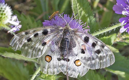 Apollo, Parnassius apollo ssp.: provincialis (Kheil, 1906). Isola, 1212 m. Parc de Mercantour, Alpes-Maritimes, Frankrig d. 6 juli 2016. Fotograf; Knud Ellegaard