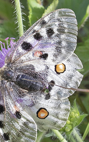 Apollo, Parnassius apollo ssp.: provincialis (Kheil, 1906). Isola, 1212 m. Parc de Mercantour, Alpes-Maritimes, Frankrig d. 6 juli 2016. Fotograf; Knud Ellegaard