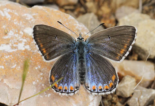 Adonisblfugl, Polyommatus bellargus hun. Saint-Cassien Des Bois, Var, Frankrig d. 19 maj 2019. Fotograf: Lars Andersen