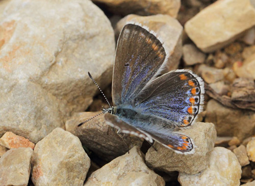 Adonisblfugl, Polyommatus bellargus hun. Saint-Cassien Des Bois, Var, Frankrig d. 19 maj 2019. Fotograf: Lars Andersen