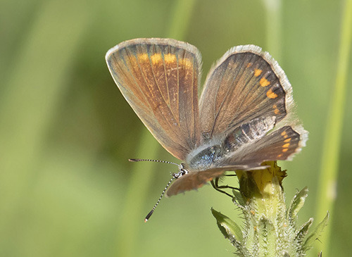 Eschers Blfugl, Polyommatus escheri hun. Rimplas 1005m. Parc de Mercantour, Frankrig d. 6  juli 2019. Fotograf; Knud Ellegaard