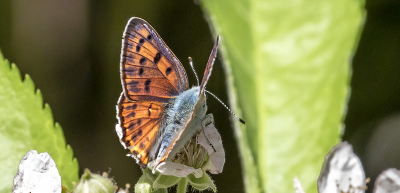 Violet Ildfugl, Lycaena alciphron f. gordius (Sulzer, 1776) han.  Isola, 1212 m. Parc de Mercantour, Frankrig d. 7 juli 2016. Fotograf; Knud Ellegaard