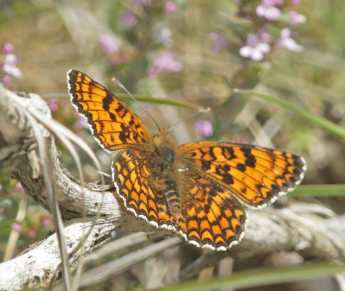 Stor Pletvinge, Melitaea phoebe. Col de Vence, Alpes-Maritimes, Frankrig  d. 20 maj 2019. Fotograf; Lars Andersen