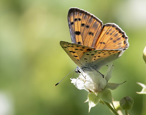 Violet Ildfugl, Lycaena alciphron f. gordius (Sulzer, 1776) han.  Isola, 1212 m. Parc de Mercantour, Frankrig d. 7 juli 2016. Fotograf; Knud Ellegaard