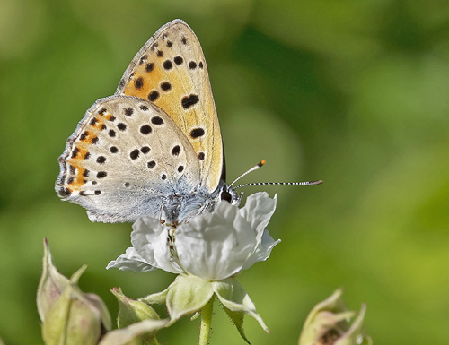 Violet Ildfugl, Lycaena alciphron f. gordius (Sulzer, 1776) han.  Isola, 1212 m. Parc de Mercantour, Frankrig d. 7 juli 2016. Fotograf; Knud Ellegaard