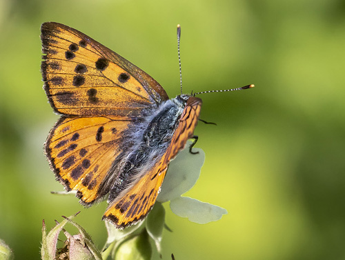 Violet Ildfugl, Lycaena alciphron f. gordius (Sulzer, 1776) han.  Isola, 1212 m. Parc de Mercantour, Frankrig d. 7 juli 2016. Fotograf; Knud Ellegaard