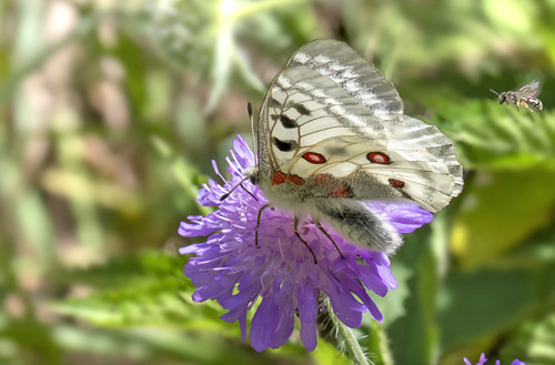 Apollo, Parnassius apollo ssp.: provincialis (Kheil, 1906). Isola, 1212 m. Parc de Mercantour, Alpes-Maritimes, Frankrig d. 6 juli 2016. Fotograf; Knud Ellegaard