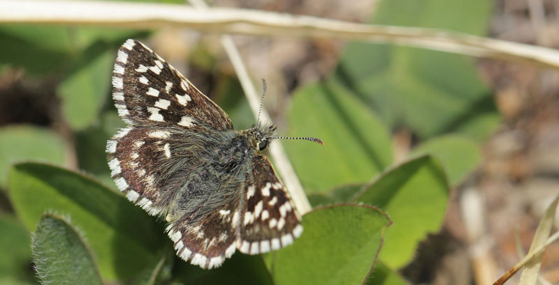 Sydlig Spttet Bredpande, Pyrgus malvoides. Gordolasque 1650 m.h., Alpes-Maritimes d. 21 maj 2019. Fotograf; Lars Andersen