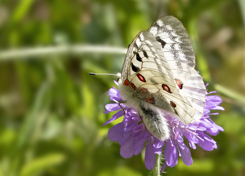 Apollo, Parnassius apollo ssp.: provincialis (Kheil, 1906). Isola, 1212 m. Parc de Mercantour, Alpes-Maritimes, Frankrig d. 6 juli 2016. Fotograf; Knud Ellegaard