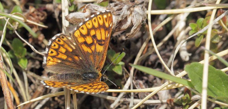 Terningsommerfugl, Hamearis lucina han. Gargaia 1650 m.h., Gordolasque, Alpes-Maritimes d. 21 maj 2019. Fotograf; Lars Andersen