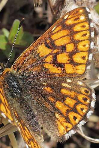 Terningsommerfugl, Hamearis lucina han. Gargaia 1650 m.h., Gordolasque, Alpes-Maritimes d. 21 maj 2019. Fotograf; Lars Andersen