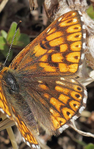 Terningsommerfugl, Hamearis lucina han. Gargaia 1650 m.h., Gordolasque, Alpes-Maritimes d. 21 maj 2019. Fotograf; Lars Andersen