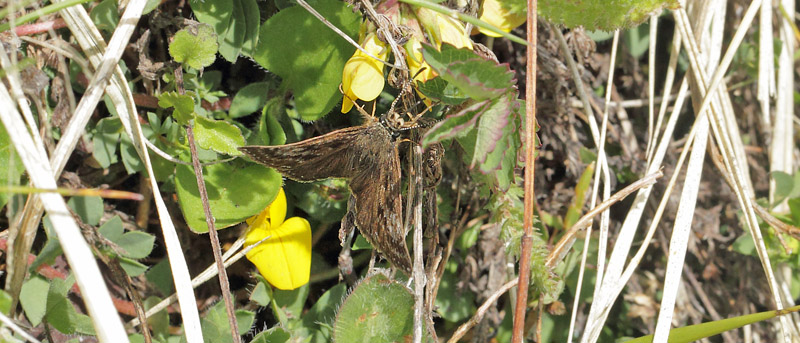 Grbndet Bredpande, Erynnis tages. Gordolasque 1650 m.h., Alpes-Maritimes d. 21 maj 2019. Fotograf; Lars Andersen