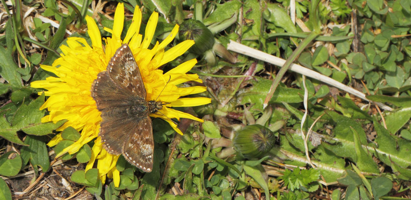 Grbndet Bredpande, Erynnis tages. Gordolasque 1650 m.h., Alpes-Maritimes d. 21 maj 2019. Fotograf; Lars Andersen