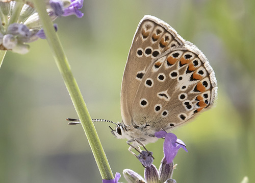 Eschers Blfugl, Polyommatus escheri hun. Rimplas 1005m. Parc de Mercantour, Frankrig d. 6  juli 2019. Fotograf; Knud Ellegaard