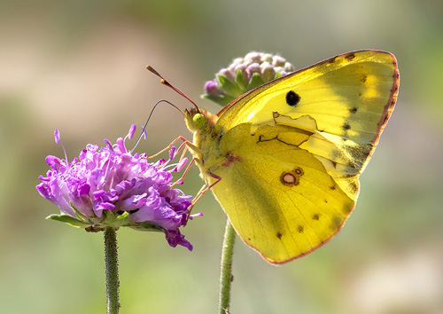 Sydlig Hsommerfugl, Colias alfacariensis. Rimplas 1050 m., Parc de Mercantour, Alpes Maritimes d. 6  juli 2019. Fotograf; Knud Ellegaard