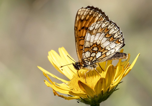 Engpletvinge, Melitaea parthenoides. Rimplas 1050 m., Parc de Mercantour, Alpes Maritimes d. 6 juli 2019. Fotograf; Knud Ellegaard