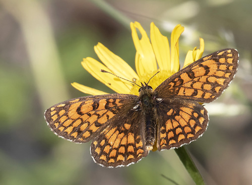 Engpletvinge, Melitaea parthenoides. Rimplas 1050 m., Parc de Mercantour, Alpes Maritimes d. 6 juli 2019. Fotograf; Knud Ellegaard