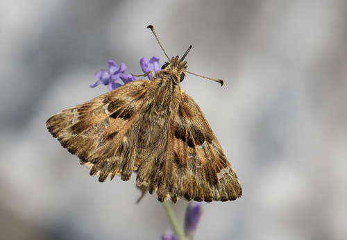 Marmorbredpande, Carcharodus alceae. Rimplas 1050 m., Parc de Mercantour, Alpes Maritimes d. 6 juli 2019. Fotograf; Knud Ellegaard