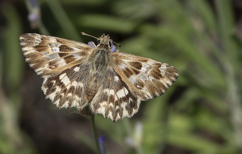 Lys Marmorbredpande, Carcharodus lavatherae. Rimplas 1050 m., Parc de Mercantour, Alpes Maritimes d. 6  juli 2019. Fotograf; Knud Ellegaard