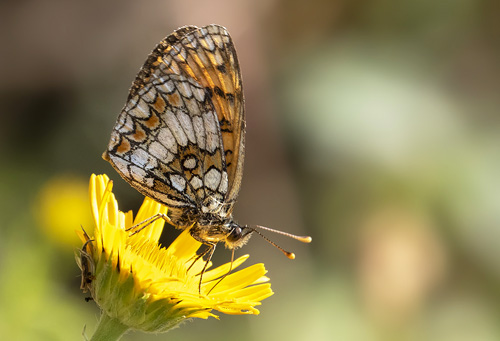 Engpletvinge, Melitaea parthenoides. Rimplas 1050 m., Parc de Mercantour, Alpes Maritimes d. 6 juli 2019. Fotograf; Knud Ellegaard