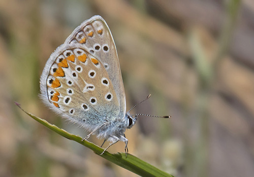 Esparsette Blfugl, Polyommatus thersites hun. Rimplas 1005m. Parc de Mercantour, Frankrig d. 7 juli 2019. Fotograf; Knud Ellegaard