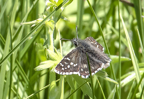 Amboltbredpande, Pyrgus onopordi. Col de la Lombarde 2255 m., Parc de Mercantour, France d. 7 juli 2019. Fotograf; Knud Ellegaard