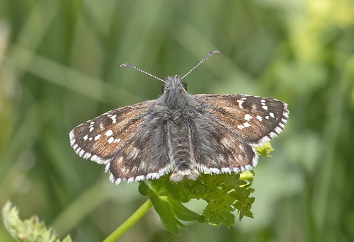 Amboltbredpande, Pyrgus onopordi. Col de la Lombarde 2255 m., Parc de Mercantour, France d. 7 juli 2019. Fotograf; Knud Ellegaard