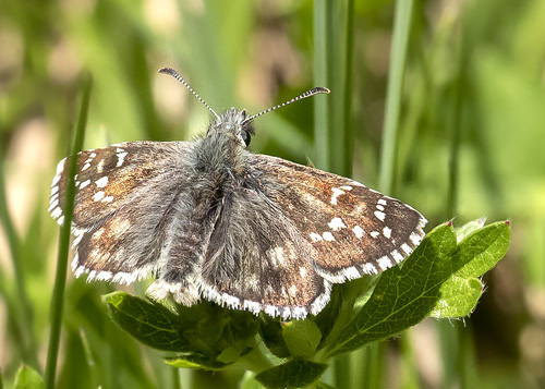 Amboltbredpande, Pyrgus onopordi. Col de la Lombarde 2255 m., Parc de Mercantour, France d. 7 juli 2019. Fotograf; Knud Ellegaard