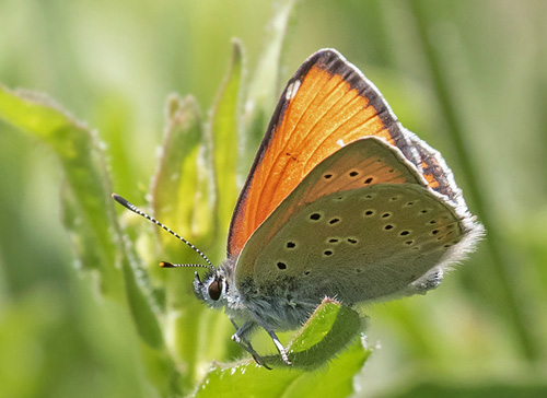 Alpin Violetrandet Ildfugl, Lycaena hippothoe ssp. eurydame (Hoffmannsegg, 1806) han. Isola 2000, 1910 m. Parc de Mercantour, Frankrig d. 7 juli 2016. Fotograf; Knud Ellegaard