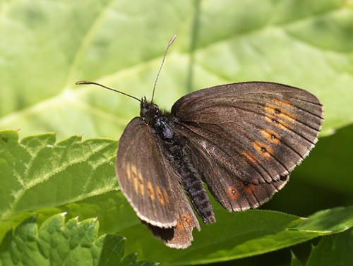 Mandel-Bjergrandøje, Erebia alberganus. Isola 2000, 1910 m. Parc de Mercantour, Frankrig d. 7 juli 2016. Fotograf; Knud Ellegaard