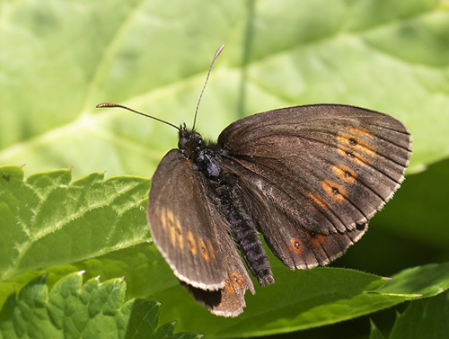 Mandel-Bjergrandje, Erebia alberganus. Isola 2000, 1910 m. Parc de Mercantour, Frankrig d. 7 juli 2016. Fotograf; Knud Ellegaard