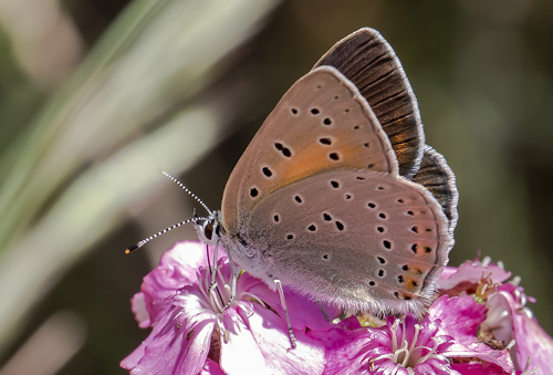 Alpin Violetrandet Ildfugl, Lycaena hippothoe ssp. eurydame (Hoffmannsegg, 1806) hun. Isola 2000, 1910 m. Parc de Mercantour, Frankrig d. 7 juli 2016. Fotograf; Knud Ellegaard