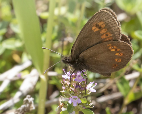 Mandel-Bjergrandje, Erebia alberganus. Isola 2000, 1910 m. Parc de Mercantour, Frankrig d. 7 juli 2016. Fotograf; Knud Ellegaard