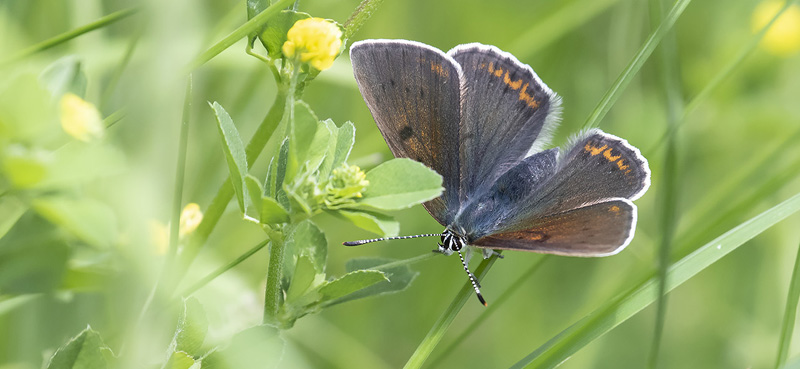 Alpin Violetrandet Ildfugl, Lycaena hippothoe ssp. eurydame (Hoffmannsegg, 1806) hun. Isola 2000, 1910 m. Parc de Mercantour, Frankrig d. 7 juli 2016. Fotograf; Knud Ellegaard