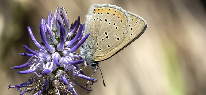 Alpin Violetrandet Ildfugl, Lycaena hippothoe ssp. eurydame (Hoffmannsegg, 1806) hun. Isola 2000, 1910 m. Parc de Mercantour, Frankrig d. 7 juli 2016. Fotograf; Knud Ellegaard