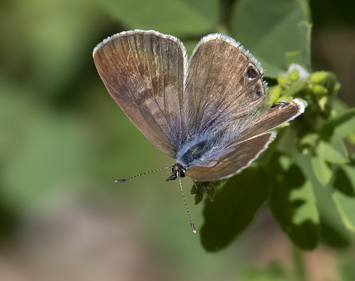 Lille Vandreblåfugl, Leptotes pirithous. Isola, 1639 m. Parc de Mercantour, Frankrig d. 7 juli 2016. Fotograf; Knud Ellegaard
