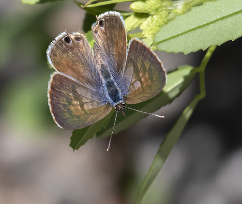 Lille Vandreblåfugl, Leptotes pirithous. Isola, 1639 m. Parc de Mercantour, Frankrig d. 7 juli 2016. Fotograf; Knud Ellegaard