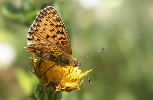 Harlekinperlemorsommerfugl, Boloria titania. Isola, 1639 m. Parc de Mercantour, Frankrig d. 7 juli 2016. Fotograf; Knud Ellegaard